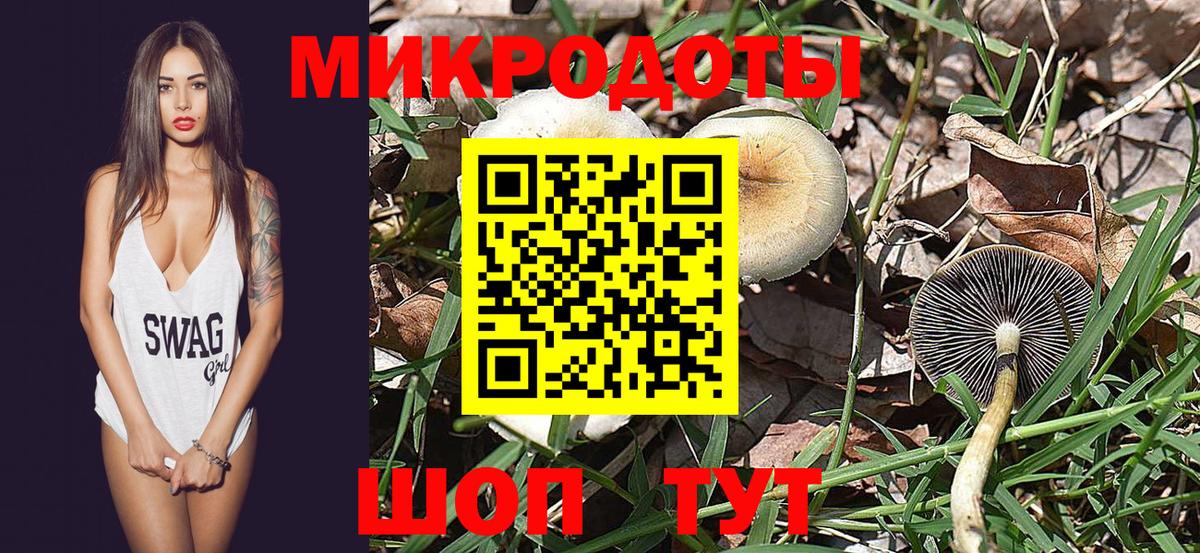 Псилоцибиновые грибы Psilocybe Сургут